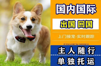 南投县宠物托运公司南投县宠物托运公司南投县宠物托运公司